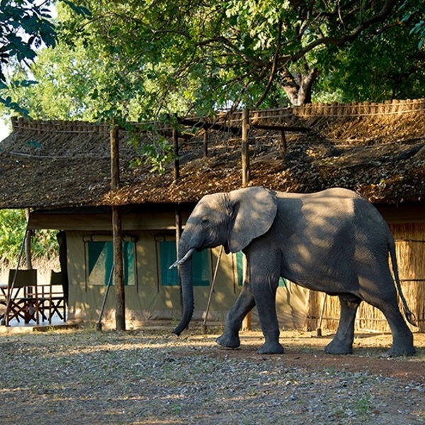 Elefant i Flatdogs Camp