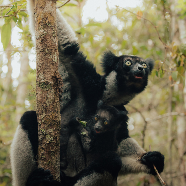 En lemur hænger i en gren