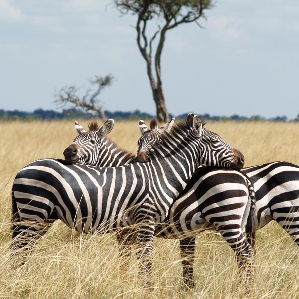 Maasai Mara zebraer, Kenya