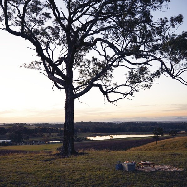 Vinmarker ved Hunter Vally, Australien