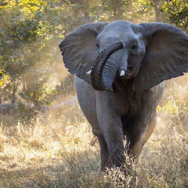 Elefant i Hwange National Park
