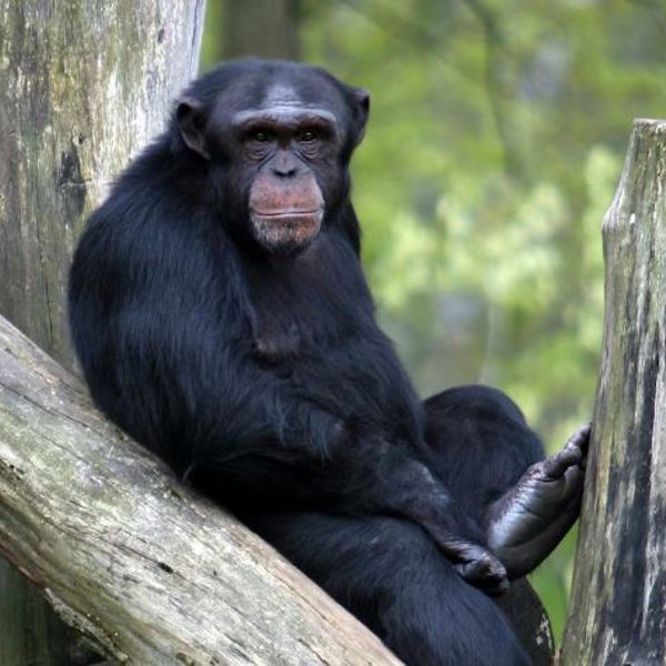 Chimp trekking, unsplash