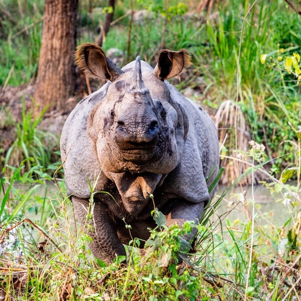 rejser med børn til nepal