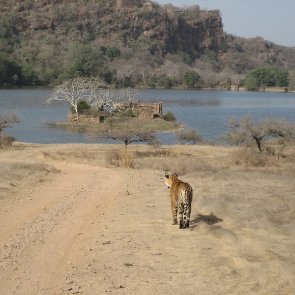 ranthambore national park