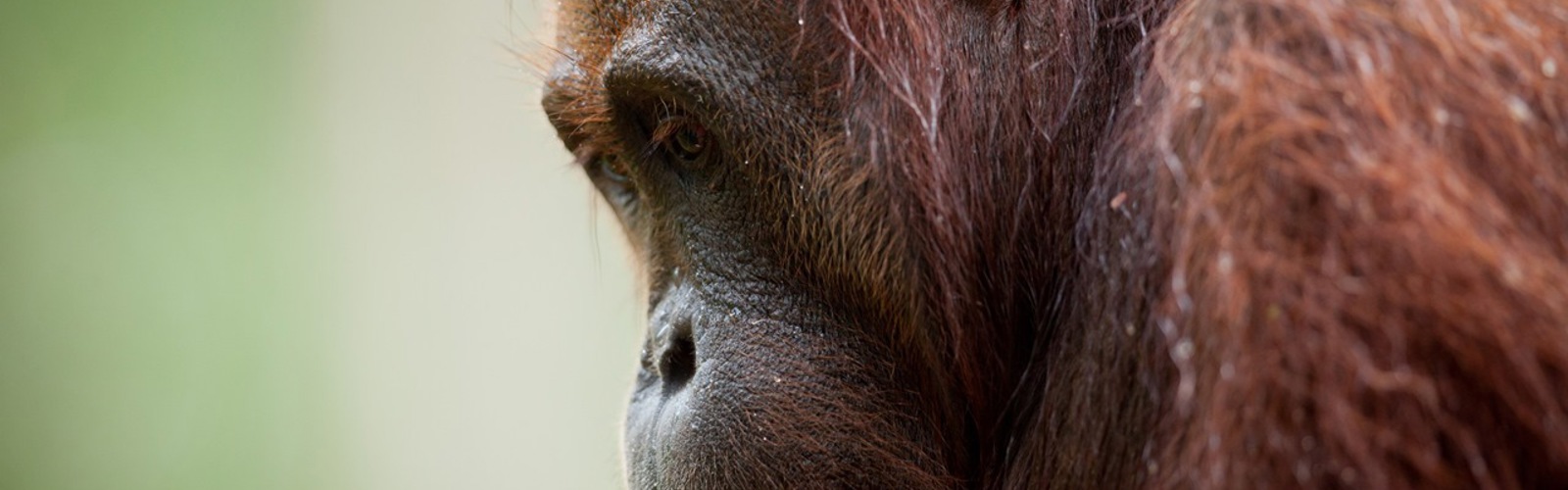 Stor han orangutang, Borneo, Malaysia