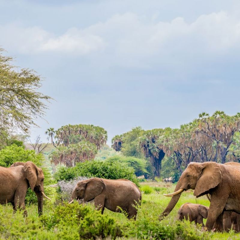 I:\AXUMIMAGES\Afrika\Kenya\Samburu\Elefanter