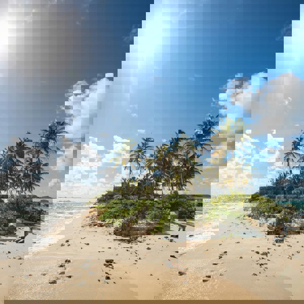 Palmer ved flot sandstrand med udsigt over havet