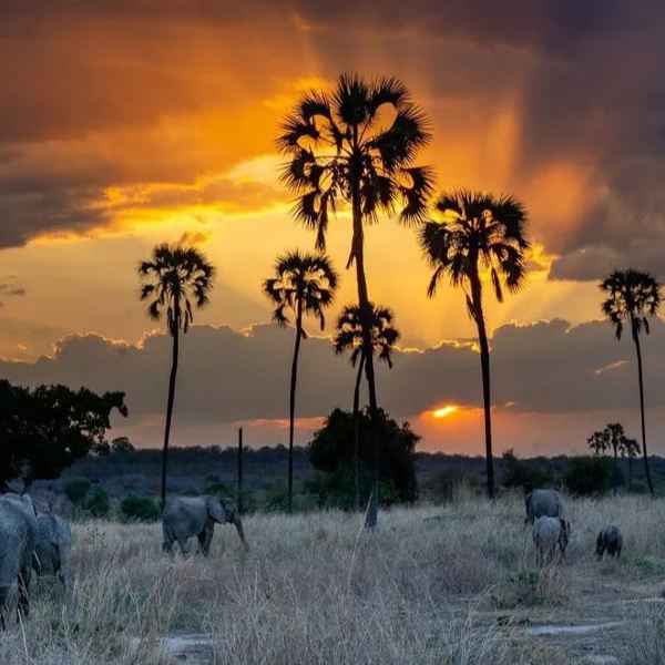 Tanzania - Ruaha Nationalpark