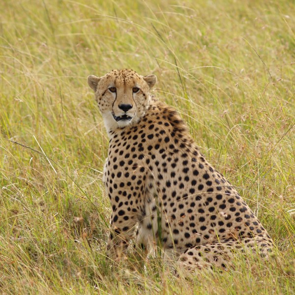 Flot gepard, Masai Mara, Kenya