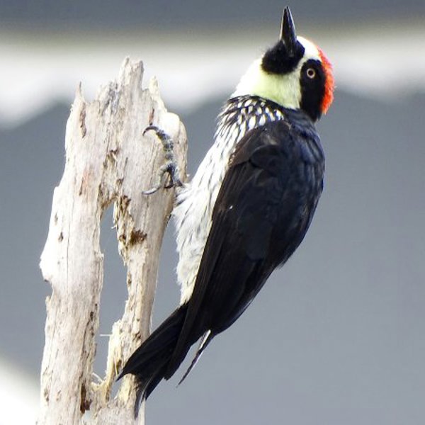 Rejser til San Gerardo de Dota