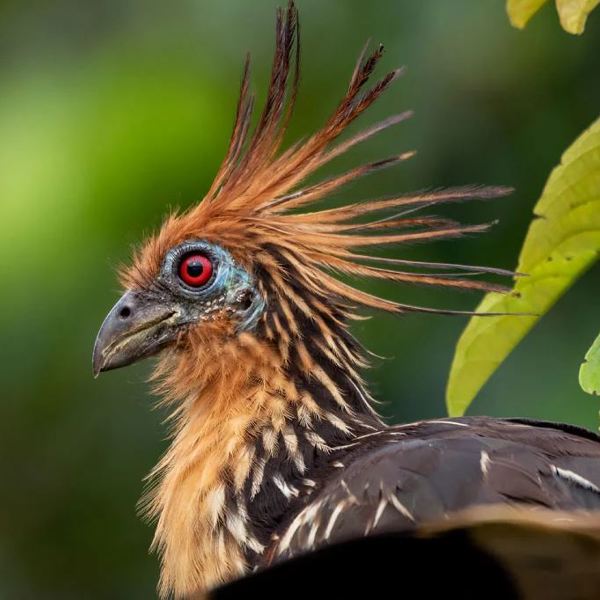Ecuador - Amazon - Coca - Napo Cultural Center