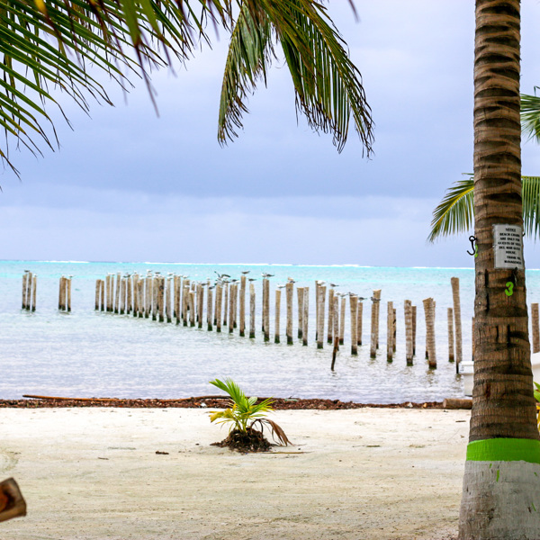 Palmerne stikker højt på Belizes hvide sandstrande