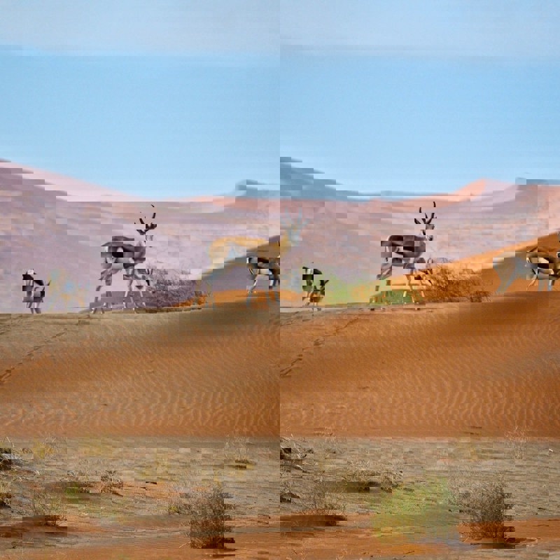 arne-smith-jRYBR41lx3Y-unsplash