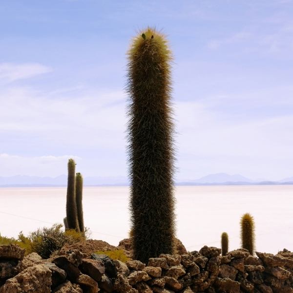 Palmer på Inchahuasi Island på Salt Flats