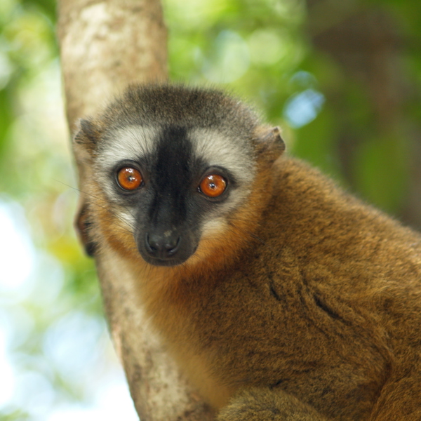 Rejser til Madagaskar