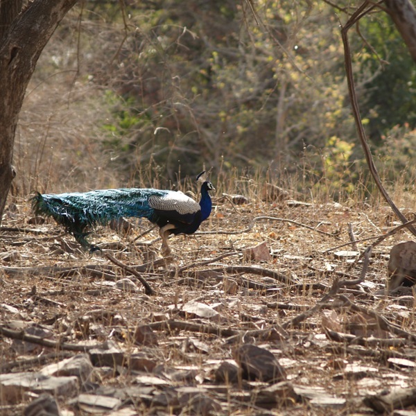 Rejser til Indiens nationalparker