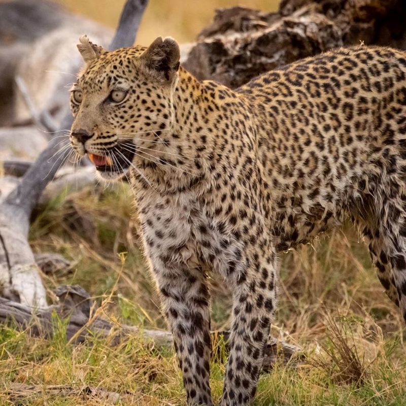 I:\AXUMIMAGES\Pakker pĂĄ hjemmesiden\Den Ultimative Afrika Rundrejse\Moremi - Panther