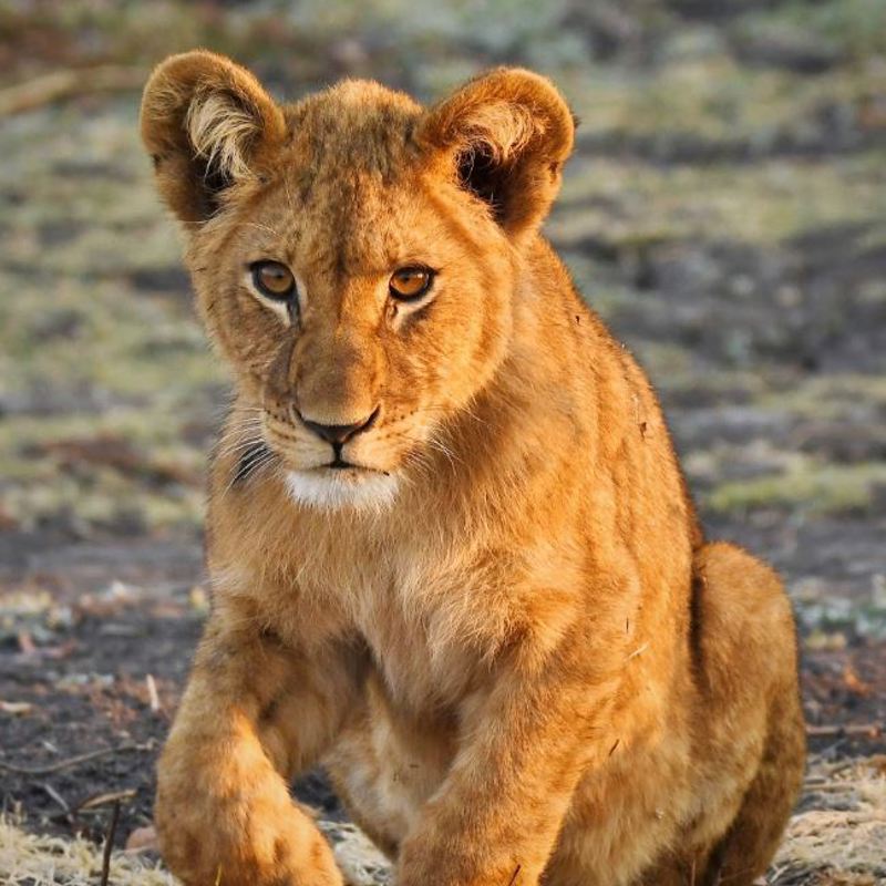 I:\AXUMIMAGES\Afrika\Zambia\Kafue\Lion baby