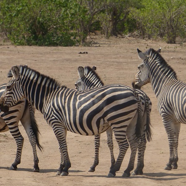 Fire zebraer i Zimbabwe