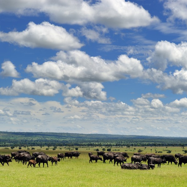 Gnuer på Masai Mara, kenya