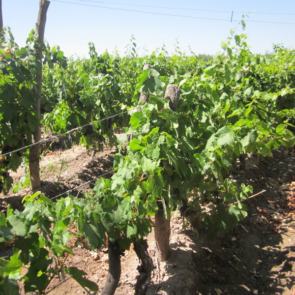 Vinmark fra Mendoza