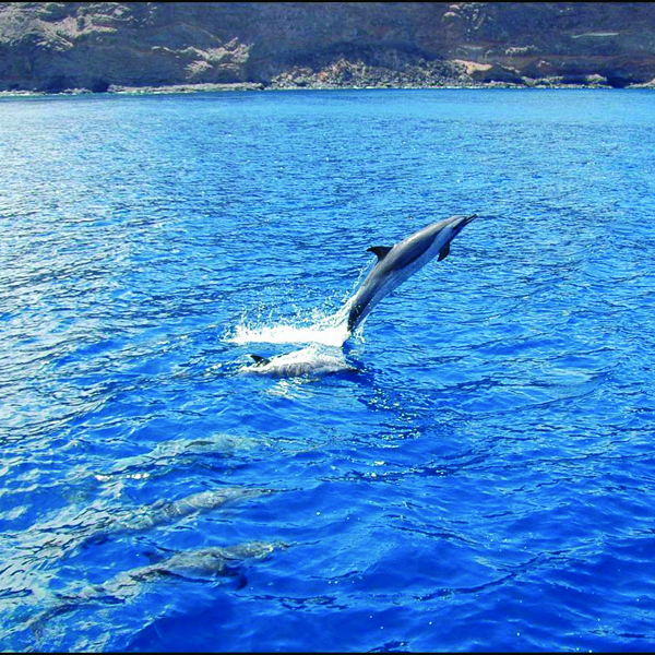 Delfiner på St. Helena