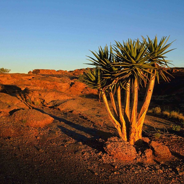 Sydafrika - Quiver Tree