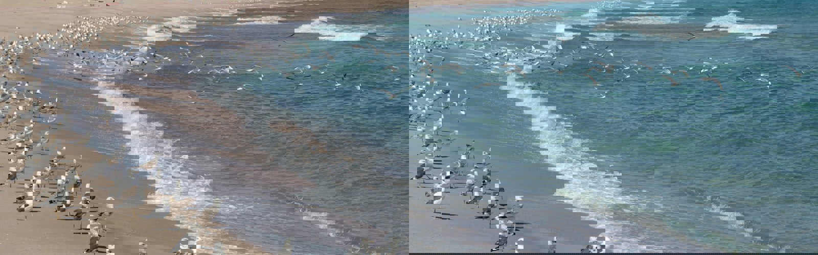 Sur, Oman vand med måger