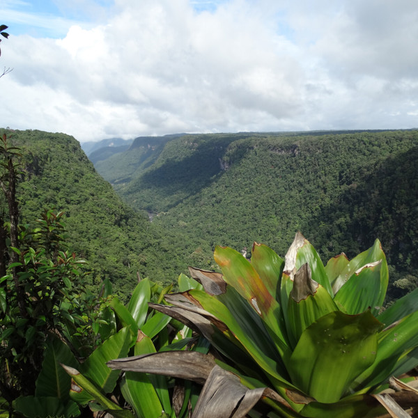 Nær Kaieteur vandfald