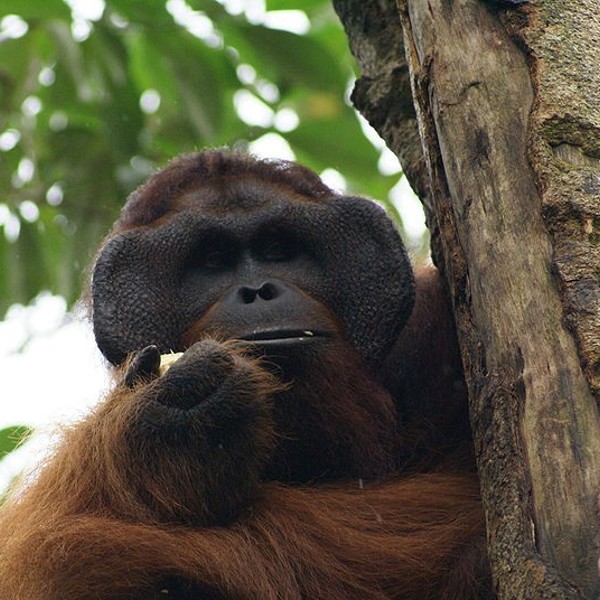 Orangutang, Borneo, Malaysia