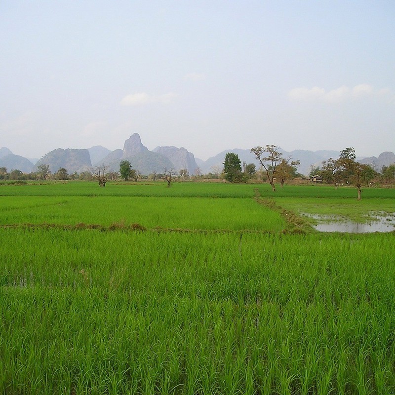 Flotte,grønne rismarker, Laos