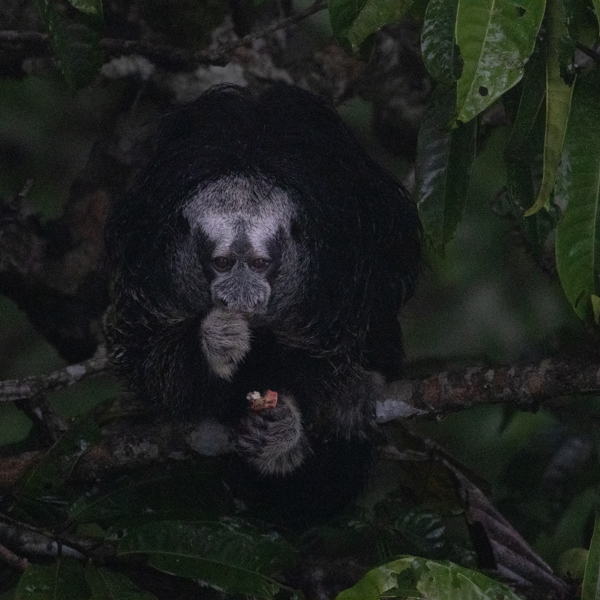Ecuador - Napo Cultural Center