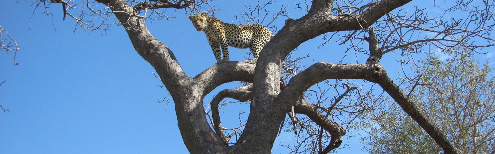 Leopard på udkig, Sydafrika