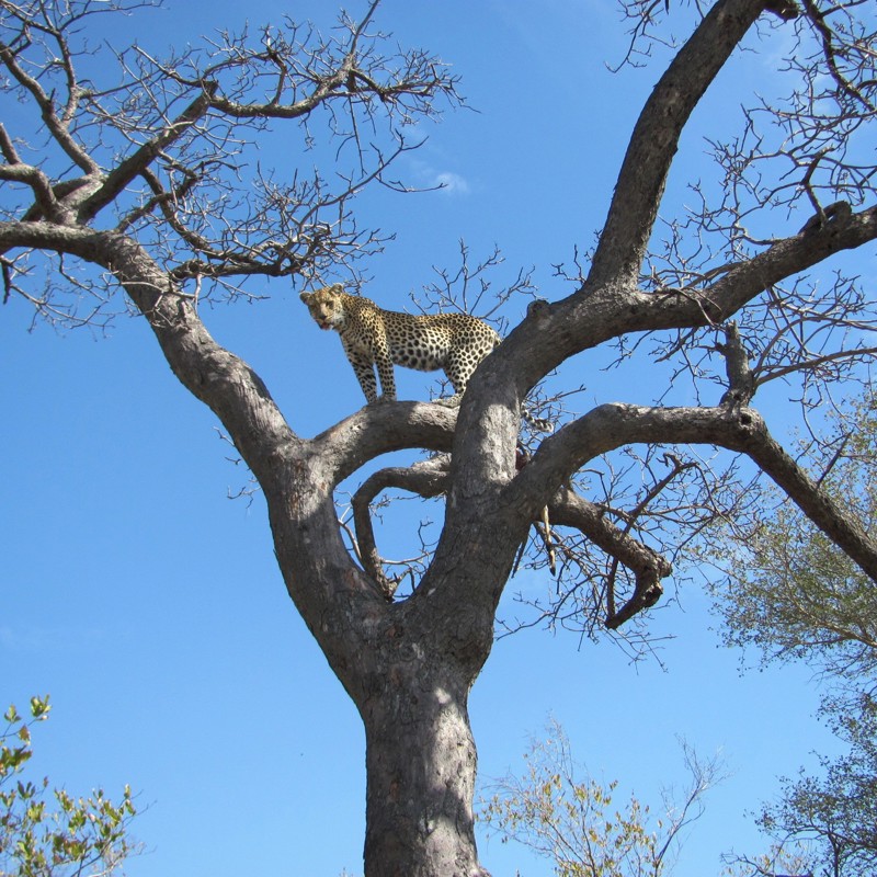 Leopard på udkig, Sydafrika