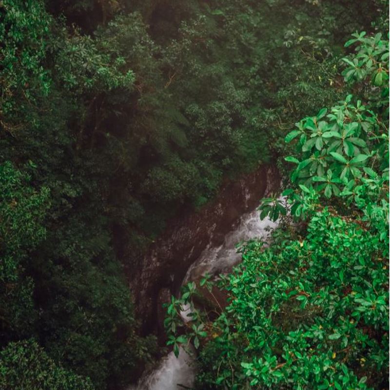 I:\AXUMIMAGES\Sydamerika\Bolivia\Bolivia hjemmeside\Beni '& Amazon\Forest