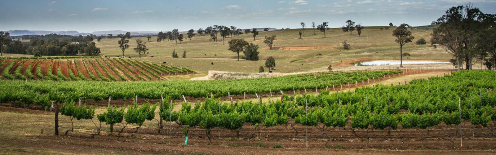 Barossa Valley (2) - mindre