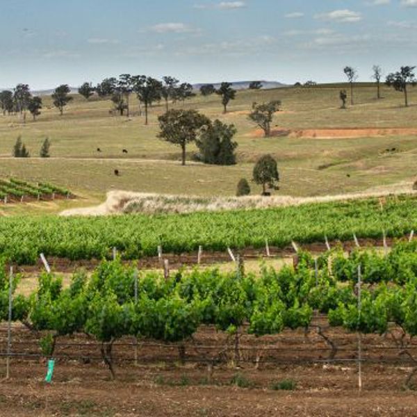 Rejser til Barossa Valley, vinmarker i Australien