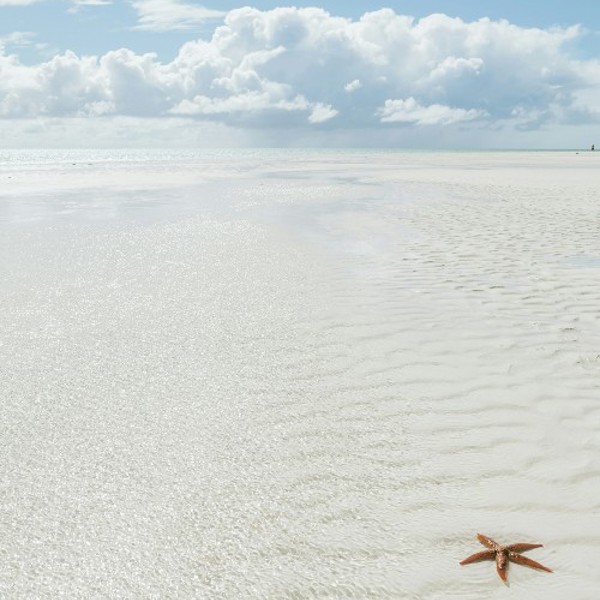 Rejser til Heron Island