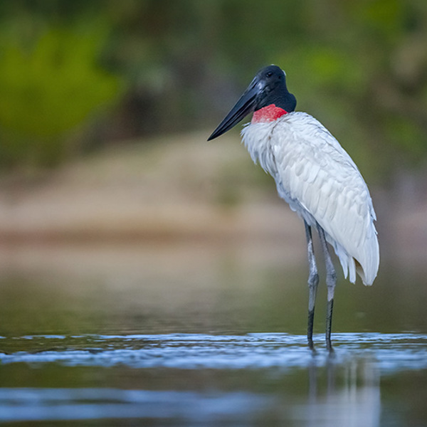 Guyana - Neil Aldridge