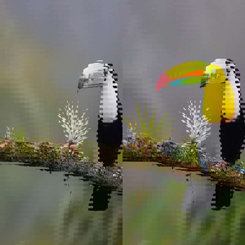 Tucan på en gren i Costa Rica