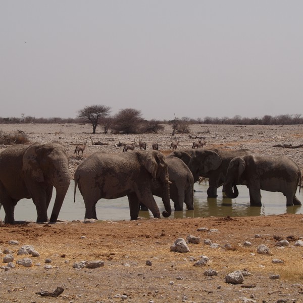 Elefanter med impalaer i baggrunden, Etosha, Namibia