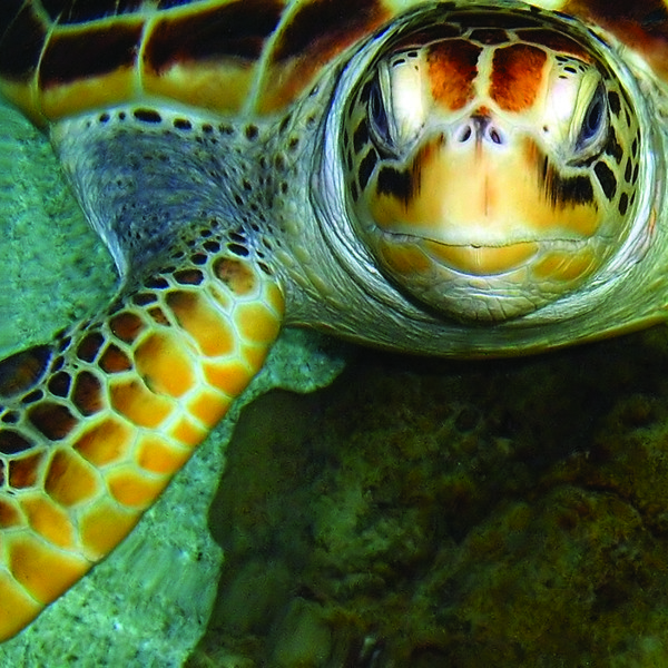Sakau Rainforest Lodge, Borneo