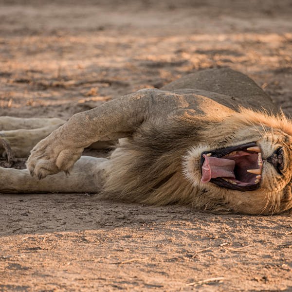 Legende løve i Zambia