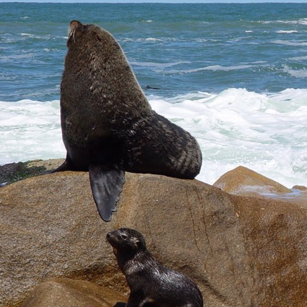 Rejser til Uruguays kyst