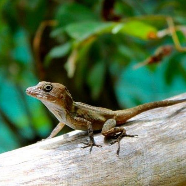 Små firben spadsere rundt Den Dominikanske Republik