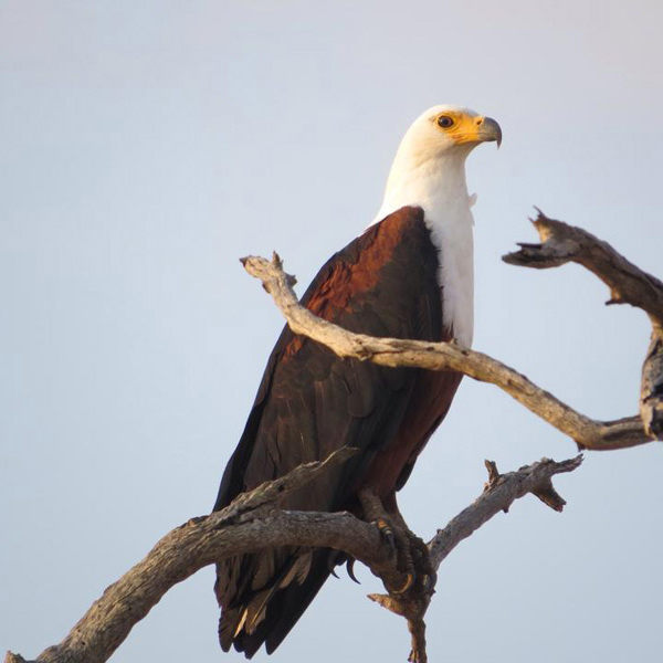 Bush camps i Sydafrika