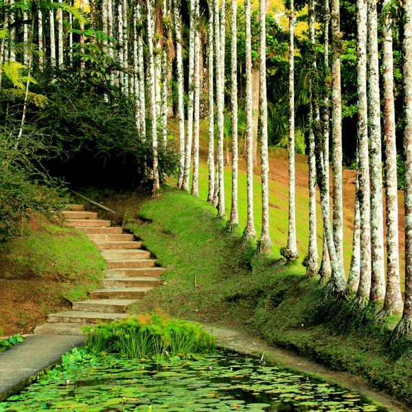 Jardin de Balata på Martinique