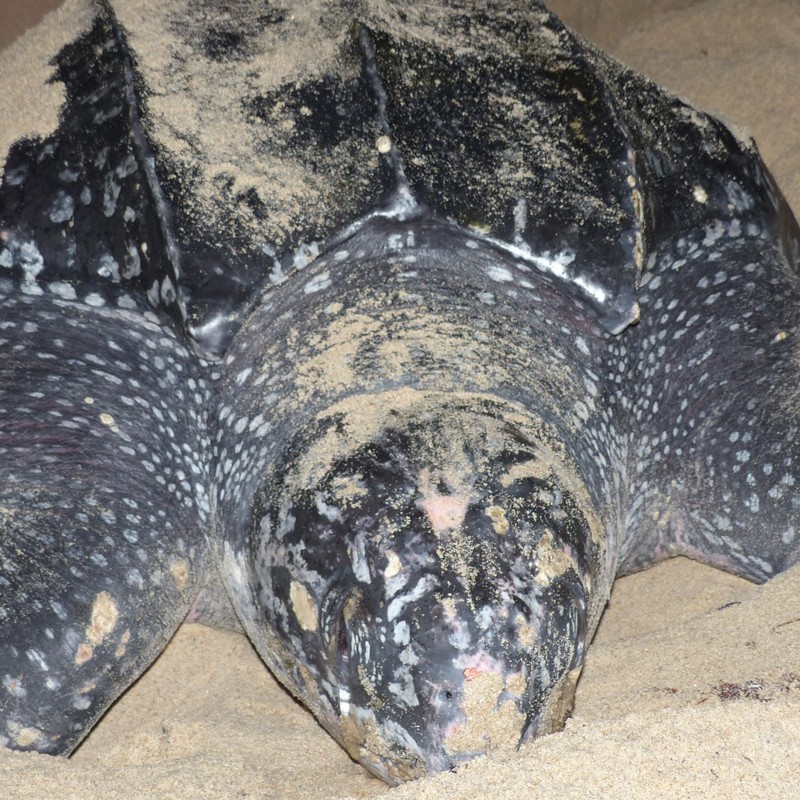Havskildpadde der lægger æg på Trinidad og Tobago