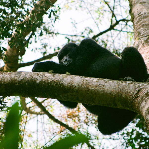Bjerggorilla i Uganda