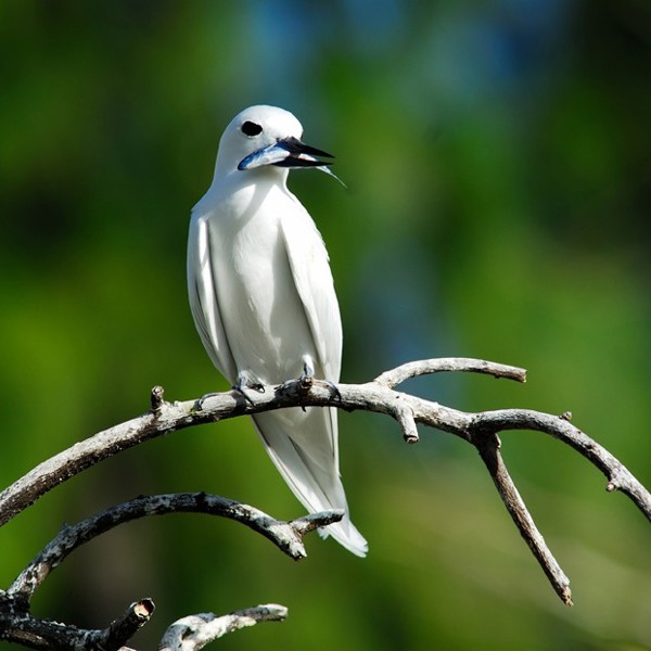 Fairy Tern